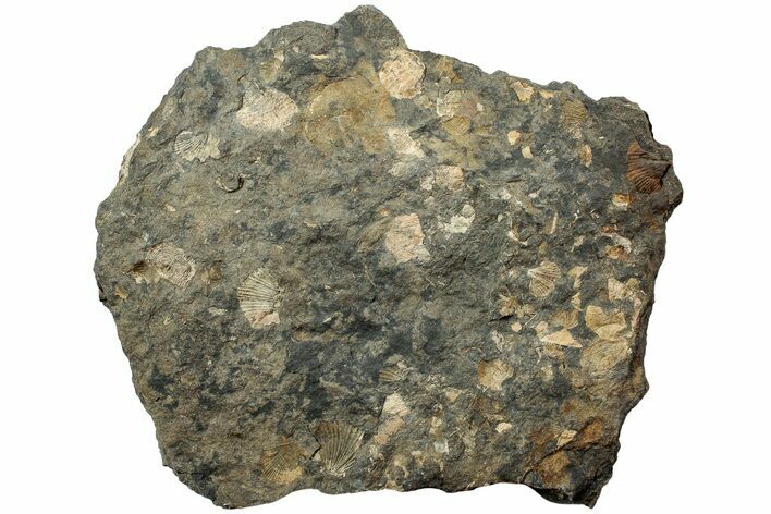 Pennsylvanian Fossil Brachiopod Plate - Kentucky #224729